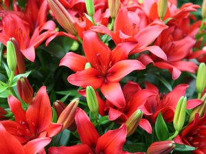 Leliemiddag Andijk 2026